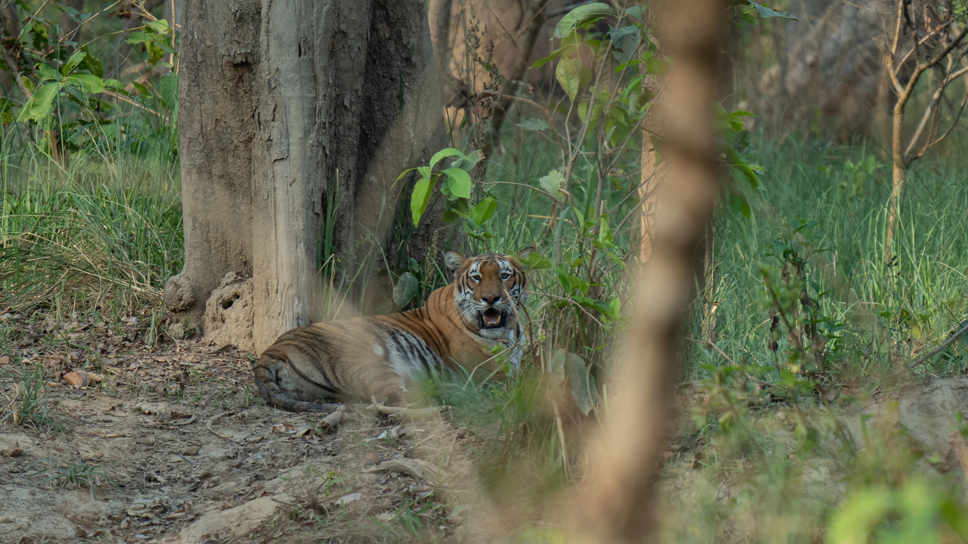 Jungle Safari Tour