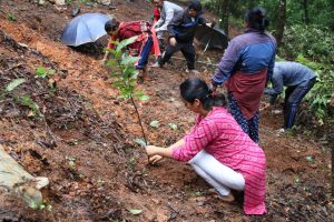 CFUGs tree plantation program