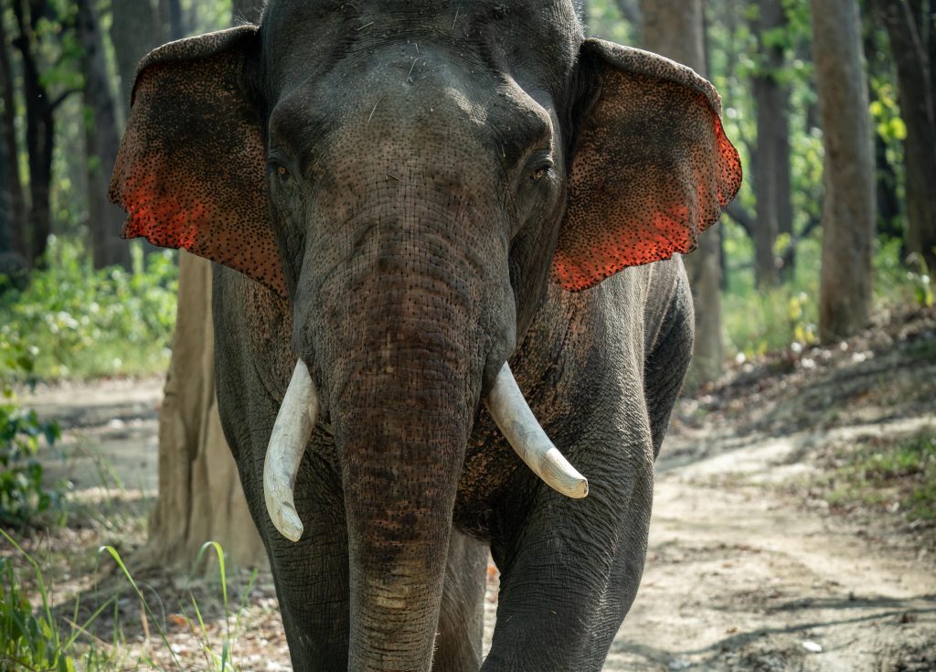 Wild elephants roaming freely in their natural habitat in Nepal’s forest landscape, symbolising ethical wildlife tourism and conservation.