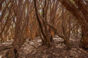Rhododendron forest 