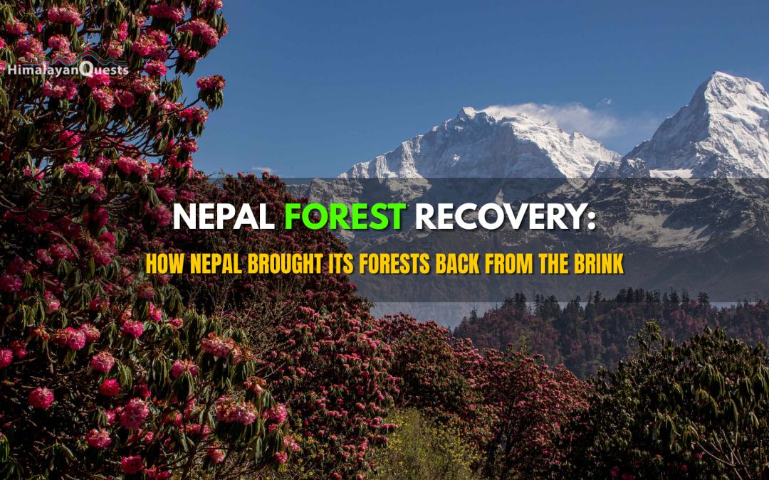 Nepal Forest Recovery: How the Country Restored Its Forests