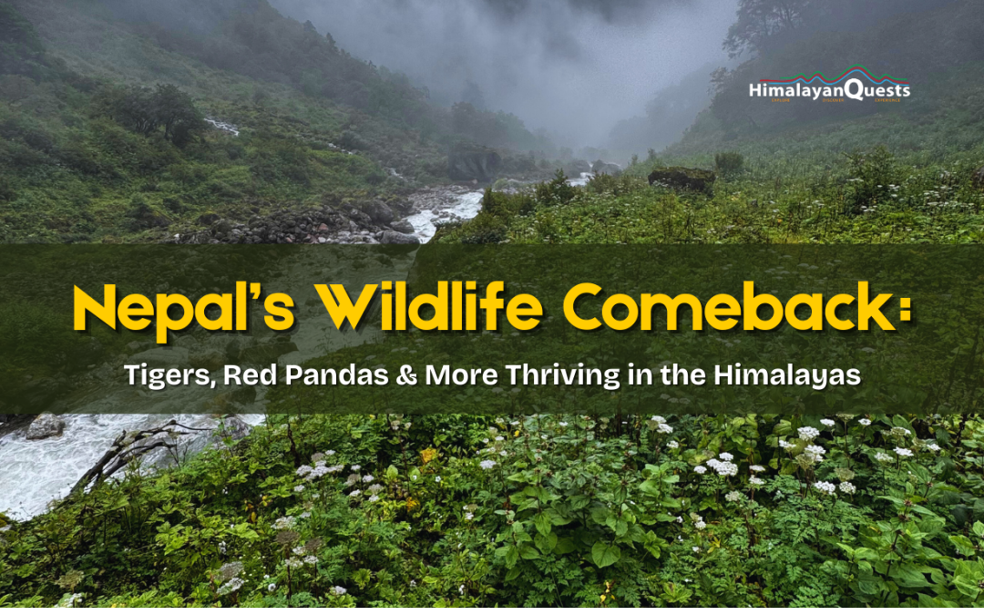 Nepal’s Journey in Wildlife Conservation: Tigers, Red Pandas, Vultures and more
