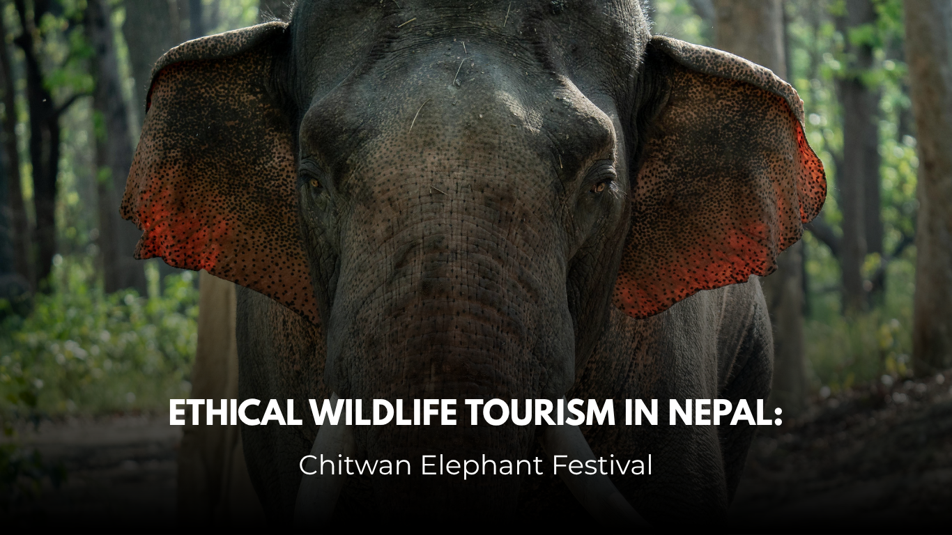 Ethical Wildlife Tourism in Nepal: Chitwan Elephant Festival Ethical Wildlife Tourism in Nepal: Chitwan Elephant Festival