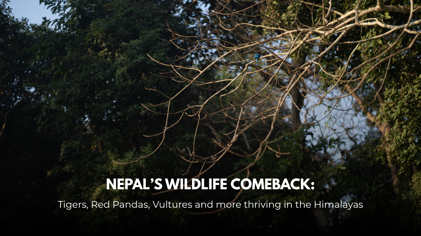 Nepal Wildlife Conservation: The Remarkable Recovery of Its Wild Species Nepal Wildlife Conservation: The Remarkable Recovery of Its Wild Species