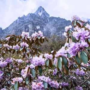 Rhododendrons