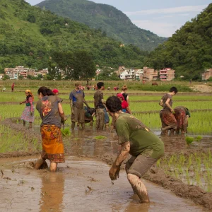 Ropain Festival in Syangja